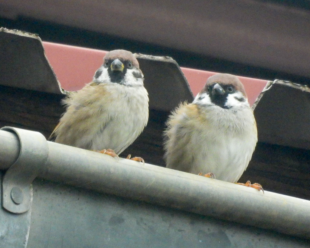 Zwei Feldsperlinge sitzen auf einer Regenrinne