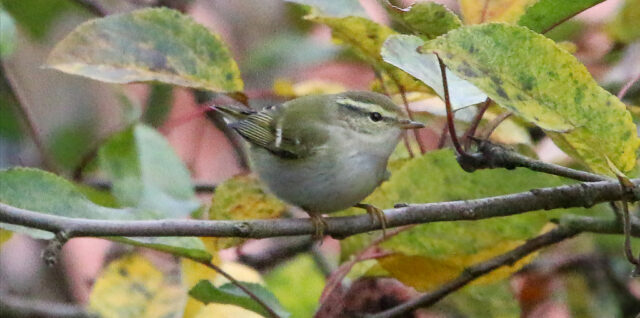 Ein kleiner Gelbbrauenlaubsänger auf einem Ast