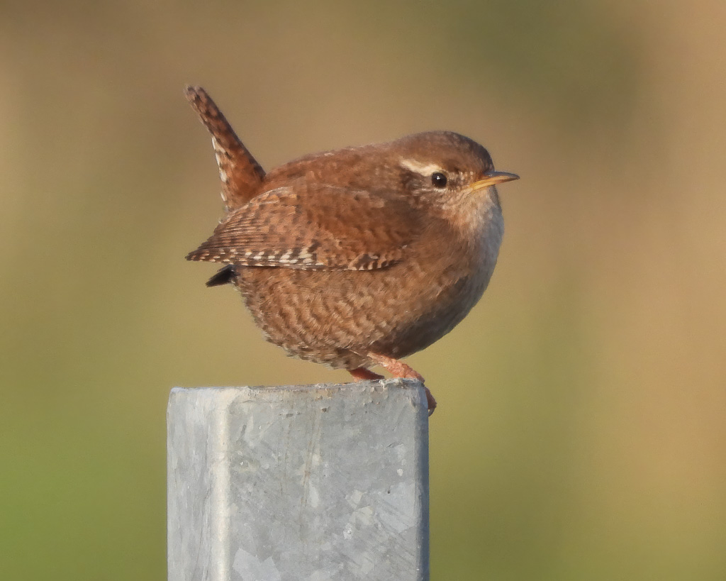 Ein Zaunkönig sitzt auf einem Pfahl