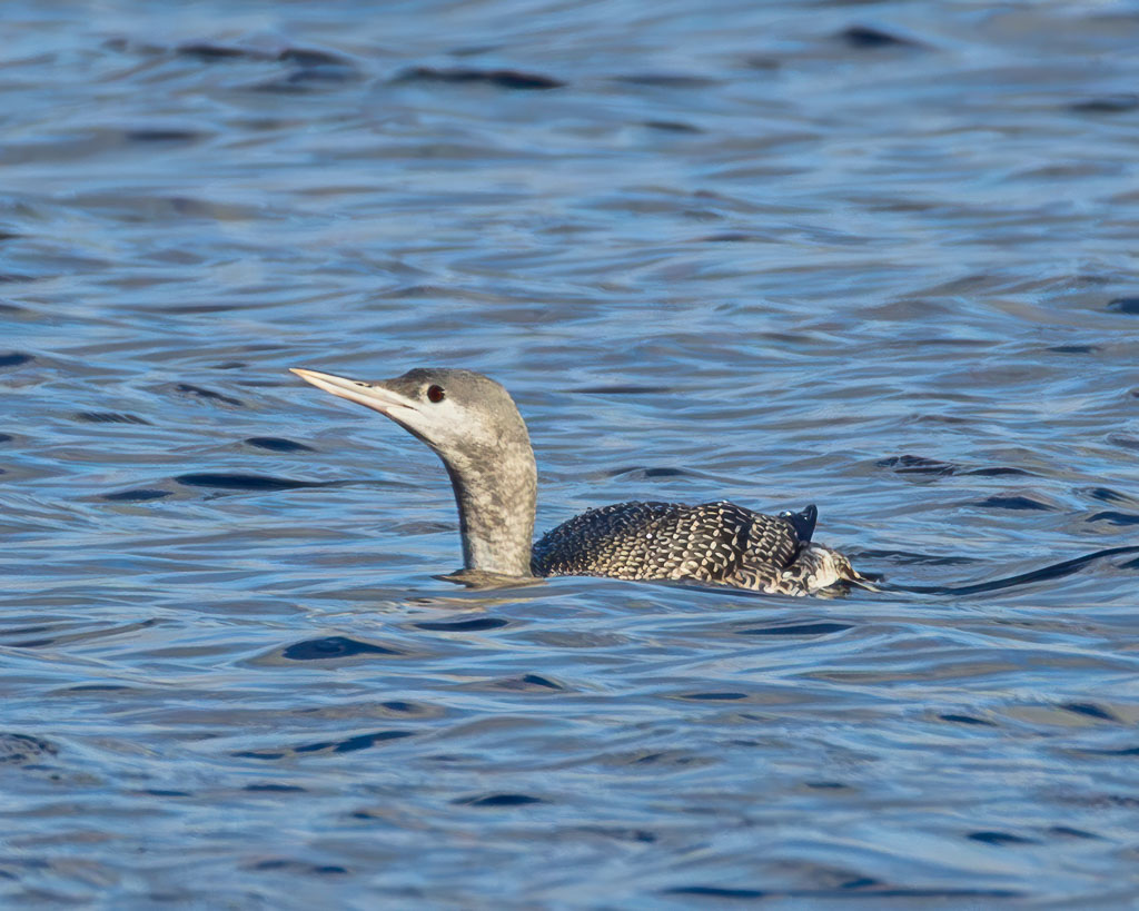 Ein junger Sterntaucher auf dem Seeburger See