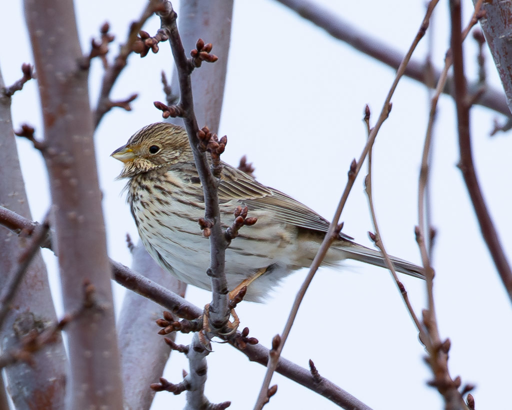 Eine Grauammer im Winter