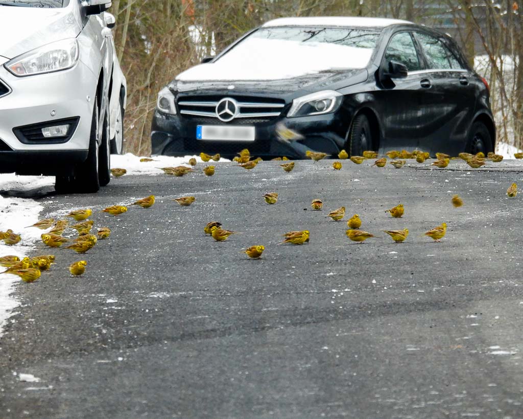 Goldammern auf einer winterlichen Straße
