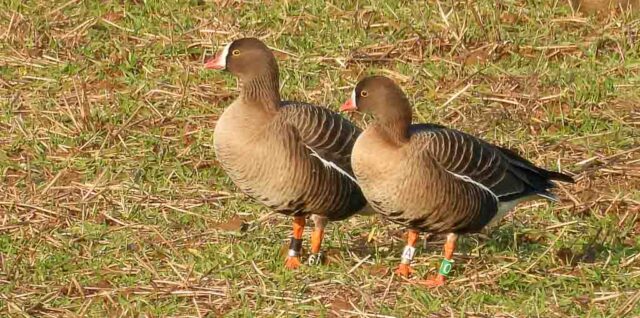Beringte Zwerggänse im Seeanger bei Seeburg