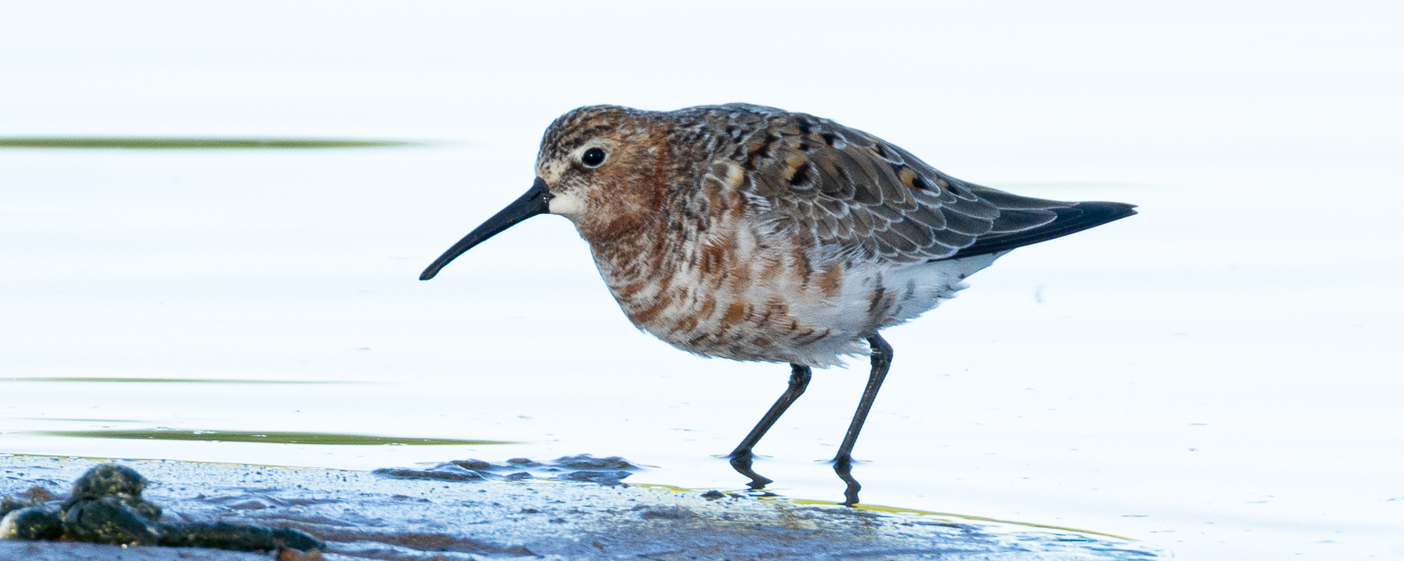 Arbeitskreis Göttinger Ornithologen