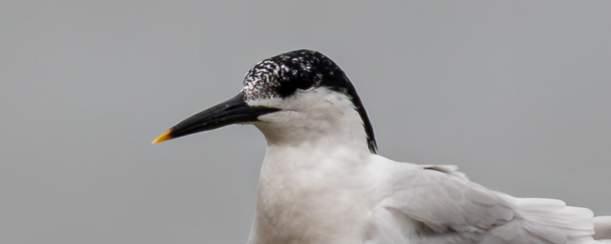 Arbeitskreis Göttinger Ornithologen
